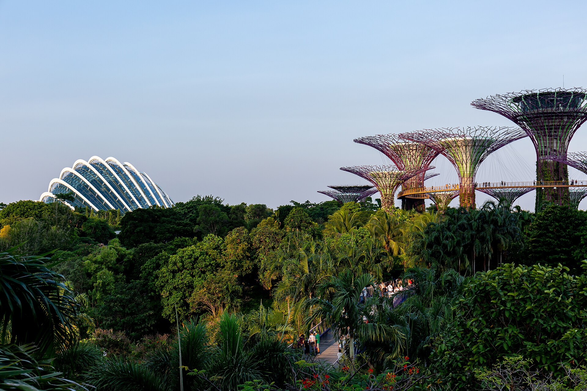 Supertrees de Gardens by the Bay émergeant de la canopée, Singapour
